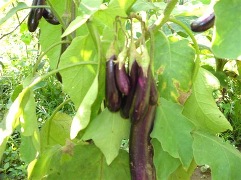 Kebutuhan manusia untuk memenuhi kebutuhan hidup sangat. KENALI POKOK SAYANGI POKOK: TERUNG PANJANG