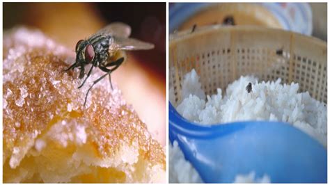 Inilah 6 Petua Halau Lalat Dari Berleluasa Di Dapur Akak Pesan