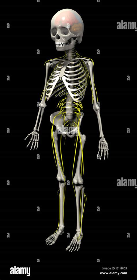 Anatomy Skeleton Brain Nerves Stock Photo Alamy