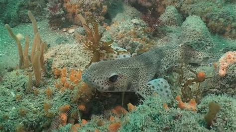 Small Spotted Catshark Stock Video Clip K0062238 Science Photo