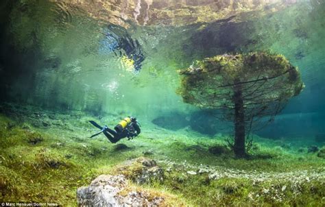 Biologia Vida Lago Verde Uma Floresta Submersa Green Lake