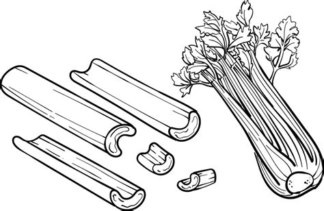 Celery On White Background Vector Illustration Of Celery Outline