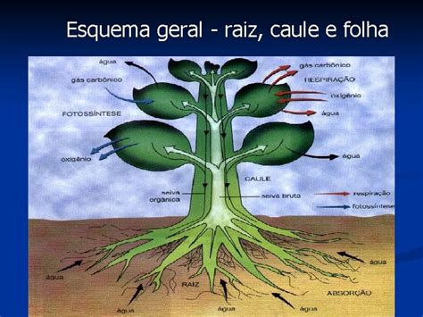 Estruturas Das Plantas Raiz Caule Folha Flor Fruto