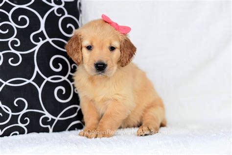 We are able to safely and comfortably ship our puppies throughout the lower 48 states in the u.s. Maci | AKC Golden Retriever Puppies for Sale in Ohio