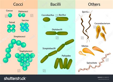 Different Type Bacteria Images Stock Photos Vectors Shutterstock