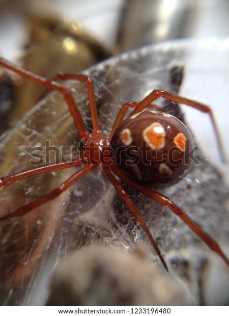 Red Widow Spider Latrodectus Bishopi Stock Photo 1233196480 Shutterstock