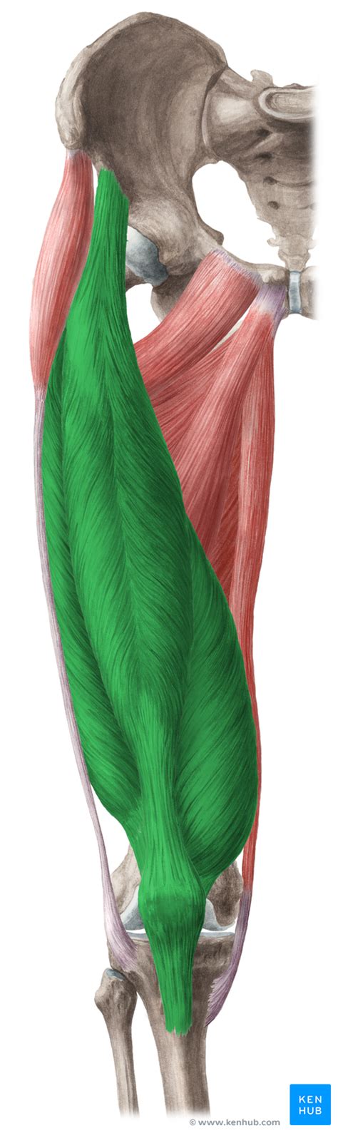 Quadriceps Femoris Muscle Anatomy And Function Kenhub