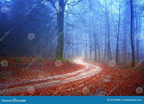 Mysterious Forest Road Stock Photo Image Of Environment 37574946