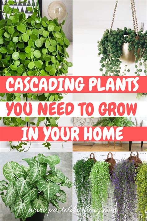 How To Grow Cascading Plants Indoors Hanging Plants Indoors How To