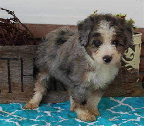 Mini Aussiedoodle For Sale Millersburg Oh Female Chloe Ac Puppies Llc