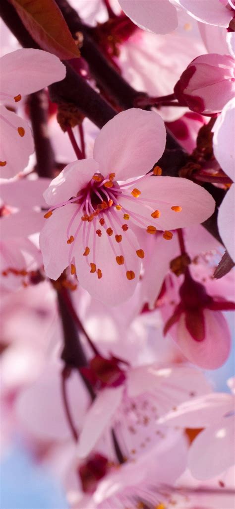 Cherry Blossoms Earth Blossom 1125x2436 Mobile Wallpaper Iphone