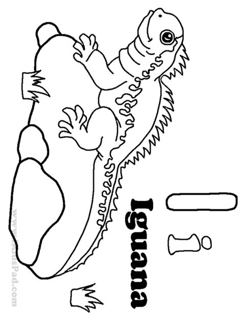 Iguana Pictures For Kids Coloring Home