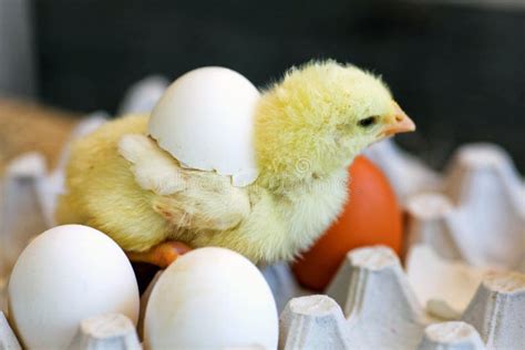 The Chicken Hatched From Egg Stock Image Image Of Adorable Cute