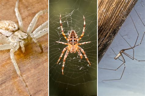 Uk Spiders The 21 British Spiders Youre Most Likely To Find In Your