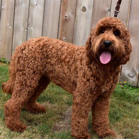 Their cuddly disposition is probably the most attractive characteristic of our puppies. Our Labradoodles Gals | Labradoodle Puppies for Sale