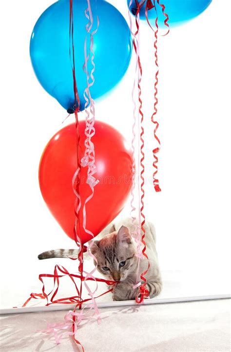 Cat Playing Balloons Stock Photos Free And Royalty Free Stock Photos