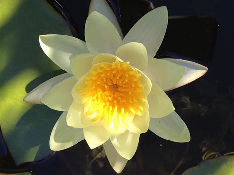 Yellow Water Lily Photograph By Pema Hou