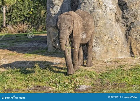 Baby African Elephant Stock Photo Image Of Africa Theme 87793918