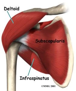 The combination of muscles acting during motion is dependent. Bench Press Shoulder Pain - FITBEING