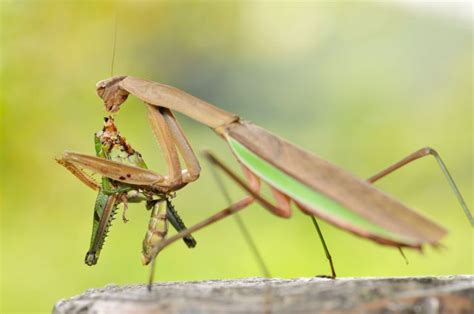 Praying Mantis Eating Pest Removal Warrior
