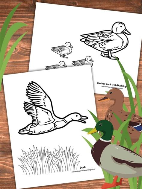 How To Draw A Realistic Duck Step By Step