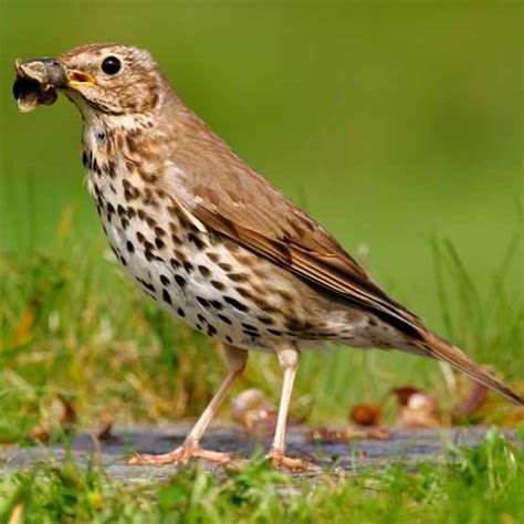 8 Mistle Thrush Facts You Need To Know Discover Wildlife
