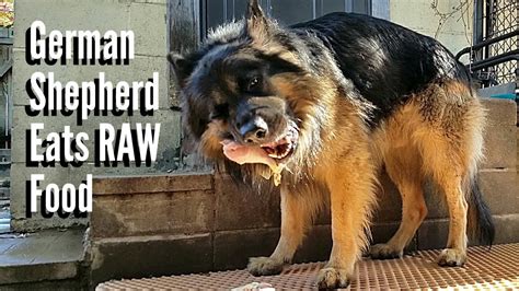 There are 5 key nutritional needs that a german shepherd puppy has, including: How To Feed RAW Food To A German Shepherd - K9 Mukbang ...