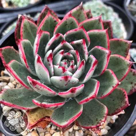 Echeveria Mocha Succulents Australia Sales