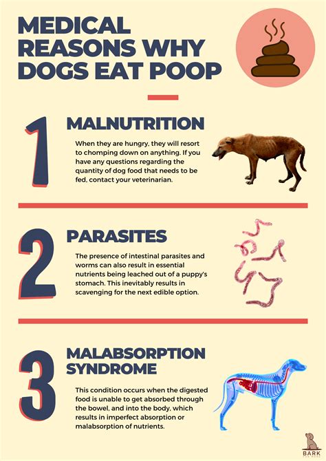 Will My Dog Outgrow Eating Poop