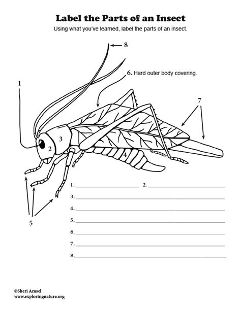 Printable Parts Of An Insect Worksheet Printable Templates