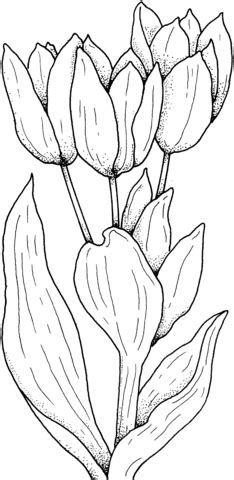 tulips flower coloring page supercoloringcom