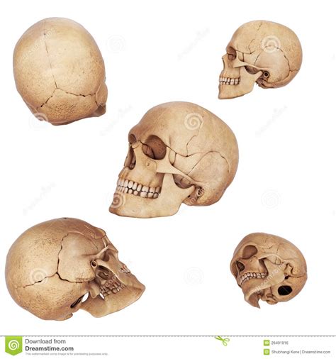 Different view of skulls stock illustration. Illustration of icon ...