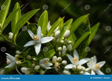 Orange Tree Branch And Blossoms Close Up Flower Photo Stock Photo