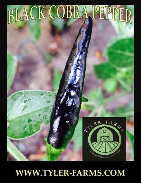 Black Cobra Pepper Seeds Tyler Farms