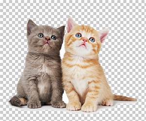 British Shorthair Ragdoll Chartreux Kitten Dog Cat Two Orange And