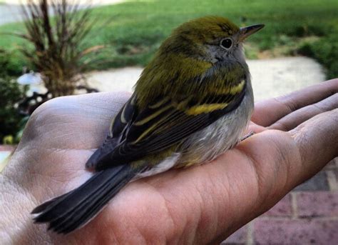 12 Of The Most Adorable Little Birds Ever