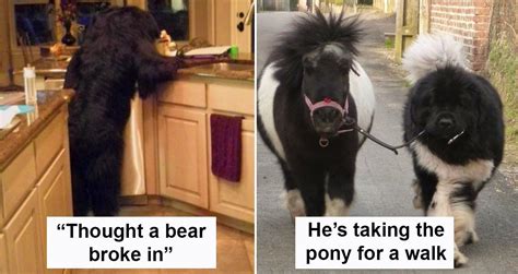 30 People Posted Funny Photos Of Their Newfoundlands And Its Crazy How