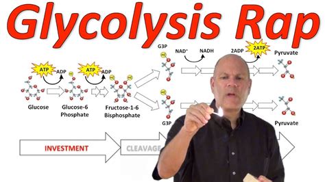 Biology Ch 9 Cellular Respiration Lessons Blendspace