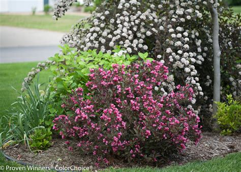 Wine And Roses® Weigela Plant Addicts