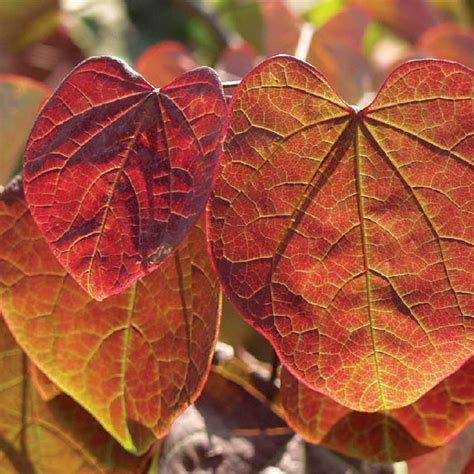 Forest Pansy Redbud Cercis Canadensis In Autumn Color Closeup A Photo