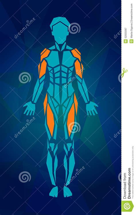 Polygonal Anatomy Of Female Muscular System Stock Vector Illustration