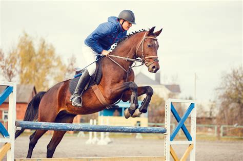 Horse Jumping Side View