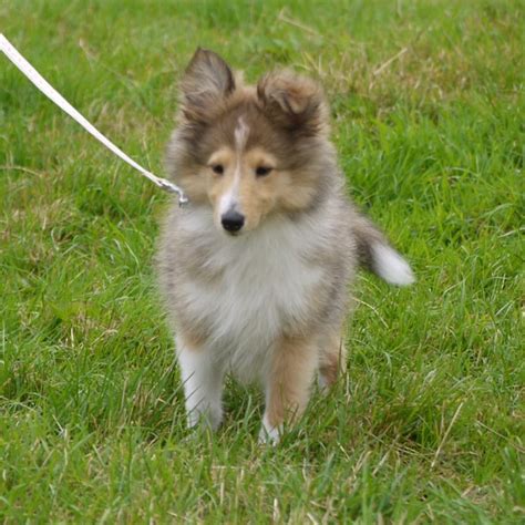 Miniature Lassie Dogshow Dog Vince Flickr