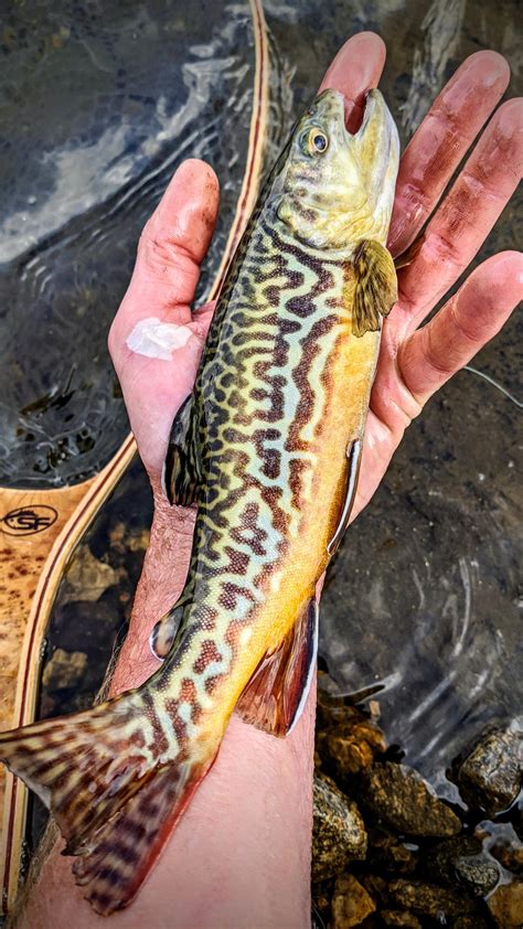 165 Best Tiger Trout Images On Pholder Fishing Flyfishing And