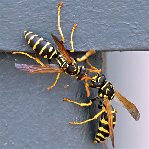 Wasp Sex Regenaxe