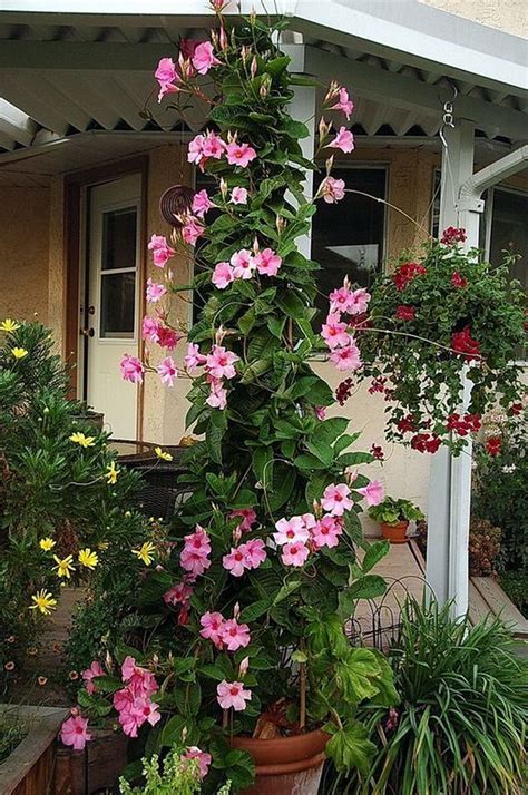 Can be planted in tight rows to. 42+ Beauty Full Sun Container Plants to Decorate Yard ...