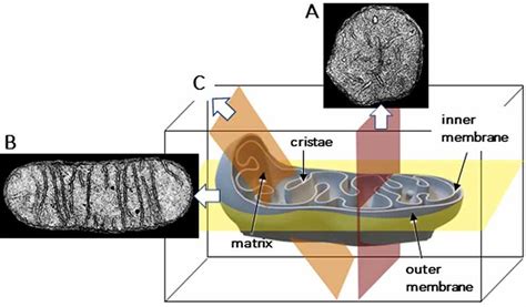 Mitochondria May Appear Sectioned In Various Orientations A Round