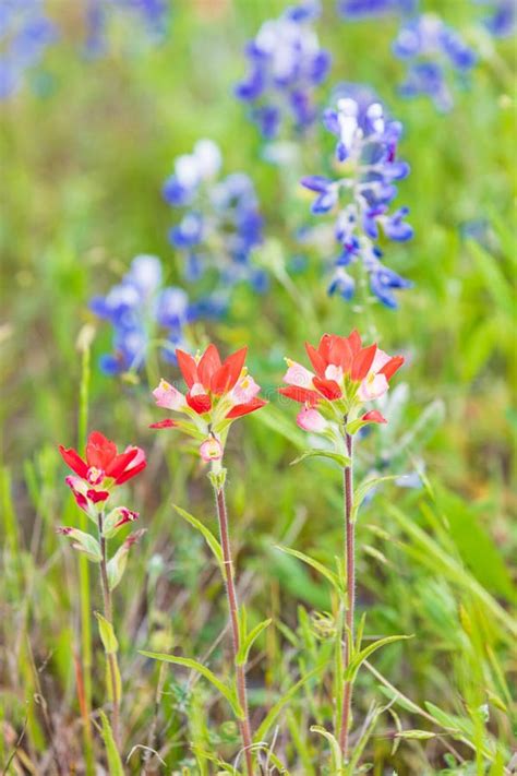 Indian Paintbrush And Bluebonnet Wildflowers In The Texas Hill Country