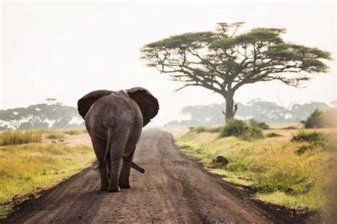 Elephant Walking Africa Geographic