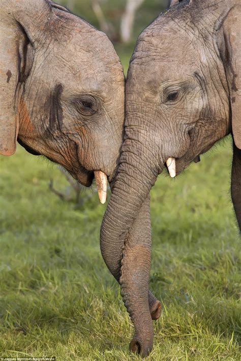 Otters And Science News Elephant Friendships Two Elephants